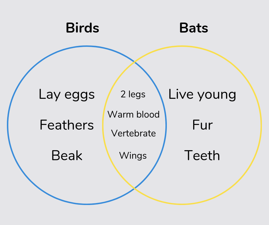 venn diagram showing features of birds and bats