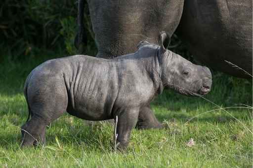 variation theory baby rhino