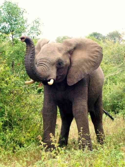 variation theory elephant tusks