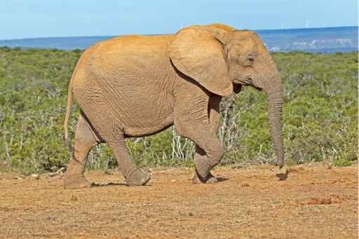 variation theory tuskless elephant